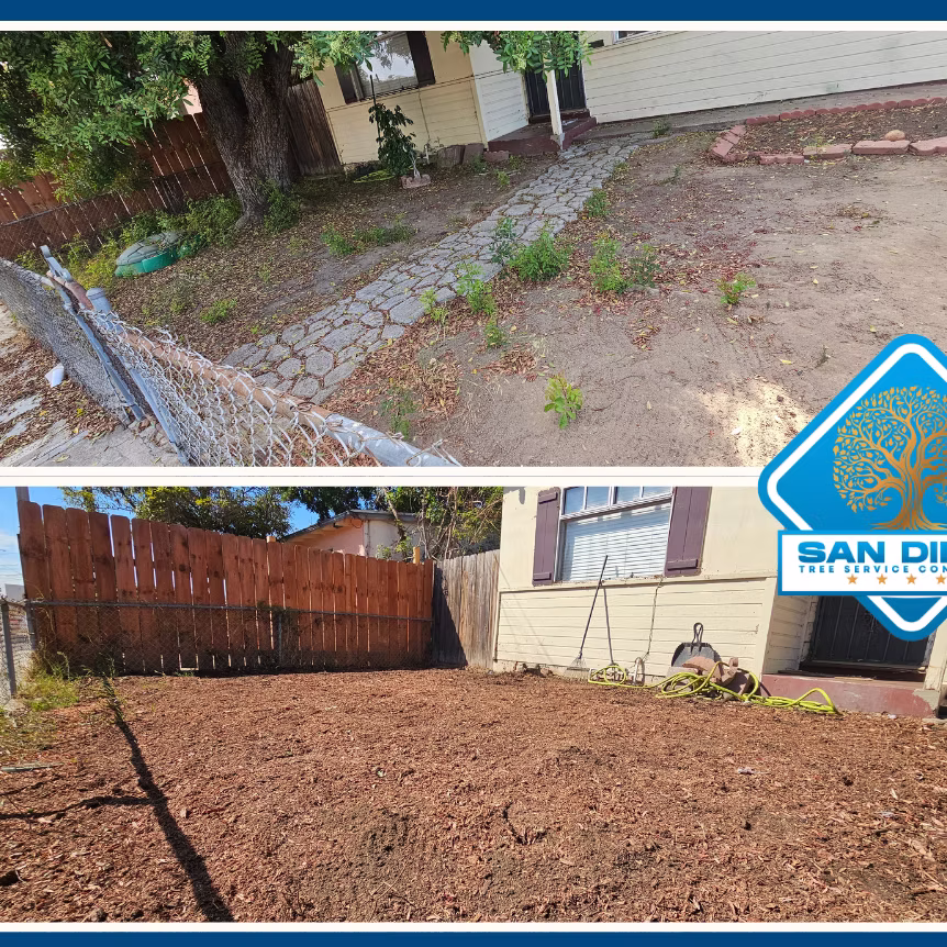 Before and after of a weedy backyard cleared, ground out and mulched flat
