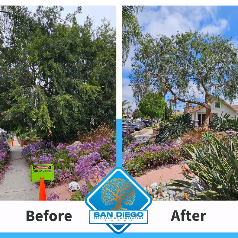 Before and after of a dense front-yard tree thinned back off the sidewalk and house
