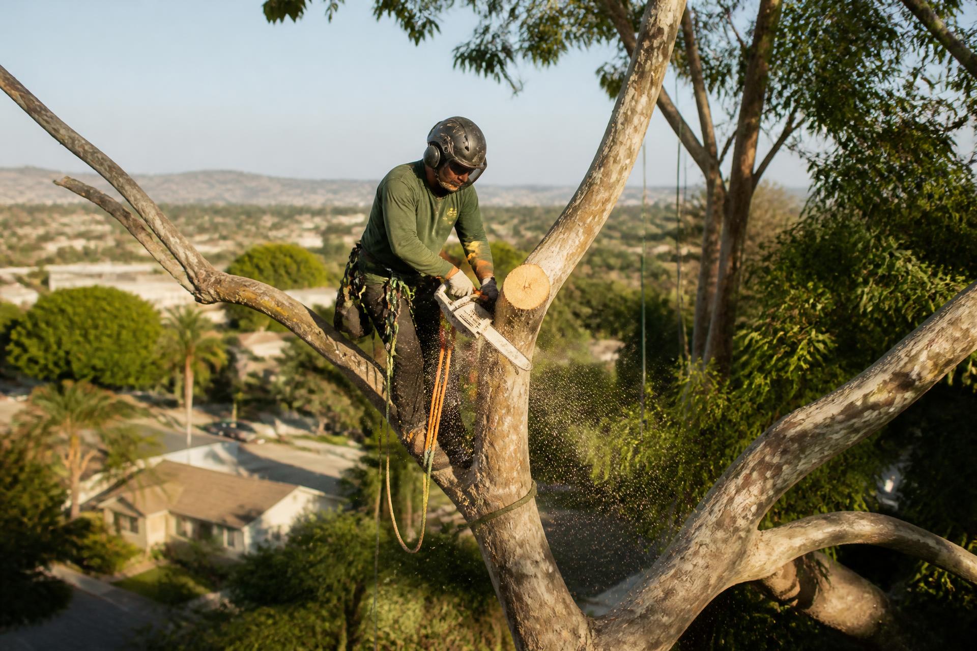 Certified arborist roping down a limb above a San Diego backyard